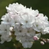 Japanse Sierkers Als Struik (Prunus Serrulata 'Amanogawa') -Tuin Vormen Verkoopwinkel prunus amanogawa zuilsierkersv01
