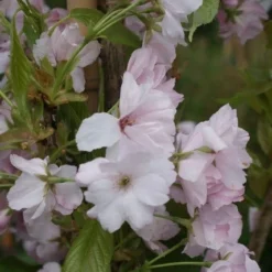 Japanse Sierkers Als Zuilboom (Prunus Serrulata 'Amanogawa') -Tuin Vormen Verkoopwinkel prunus amanogawa
