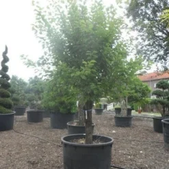 Abrikozenboom (Prunus Armeniaca) 11 Abrikozenboom (Prunus Armeniaca) -Tuin Vormen Verkoopwinkel prunus armeniaca halfstam c750