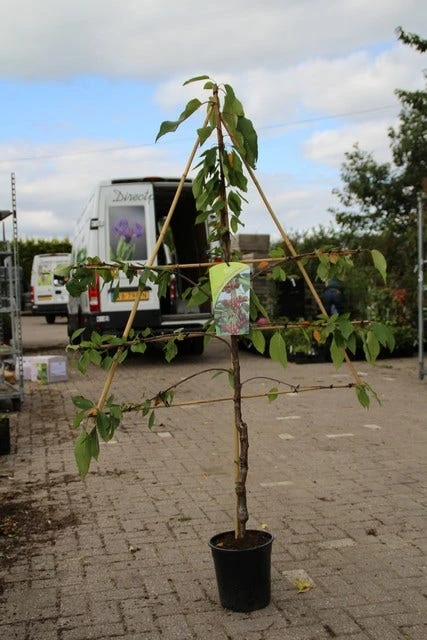 Lei-kers (Prunus Avium 'Hedelfinger Riesenkirsche') 4 Lei-kers (Prunus Avium 'Hedelfinger Riesenkirsche') - Afbeelding 2