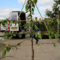 Lei-kers (Prunus Avium 'Hedelfinger Riesenkirsche') 7 Lei-kers (Prunus Avium 'Hedelfinger Riesenkirsche') -Tuin Vormen Verkoopwinkel prunus avium hedelfinger riesenkirschen 2