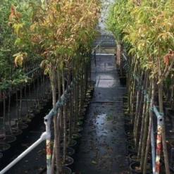 Kersenboom (Prunus Avium 'Viola') -Tuin Vormen Verkoopwinkel prunus avium stam