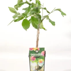 Pruimenboom (Prunus Domestica 'Victoria') 7 Pruimenboom (Prunus Domestica 'Victoria') -Tuin Vormen Verkoopwinkel prunus dom. victoria rp2l pruim laat zoet rood