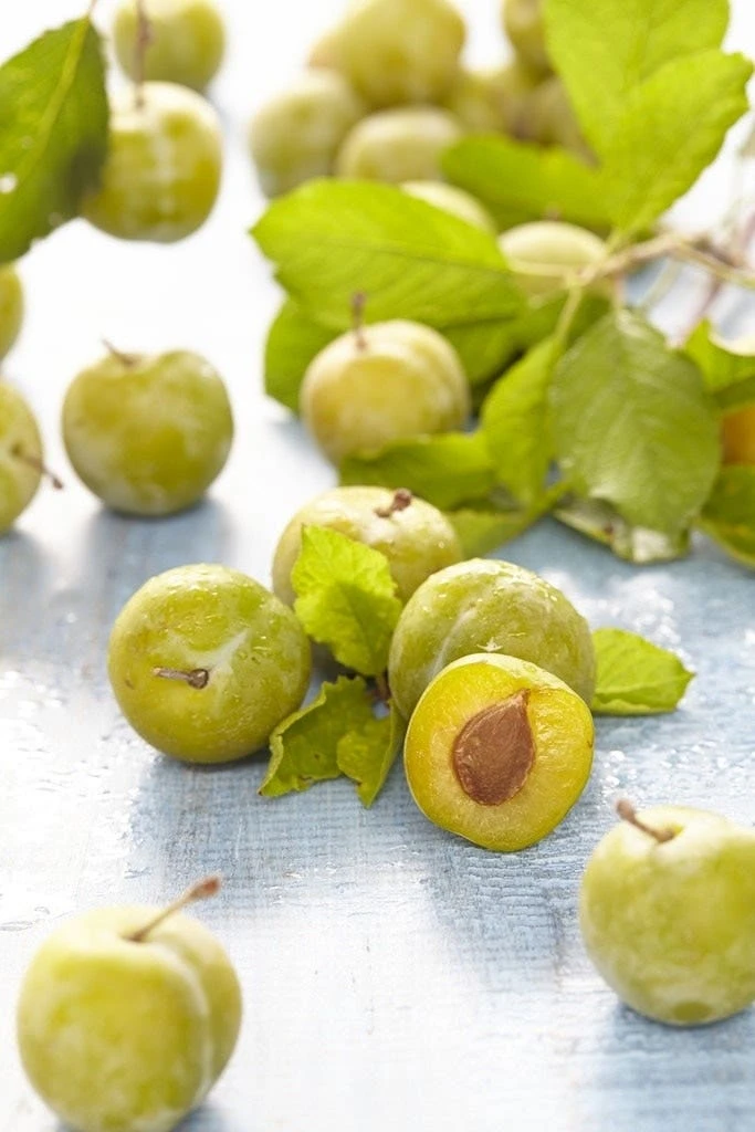 Lei-Pruim (Prunus Domestica 'Reine Claude Verte') 3 Lei-Pruim (Prunus Domestica 'Reine Claude Verte')