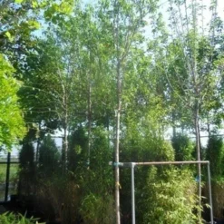 Amandelboom (Prunus Dulcis) -Tuin Vormen Verkoopwinkel prunus dulcis 16 18ho cont 1