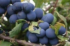 Lei-Pruim (Prunus Domestica 'Hauszwetsche') 4 Lei-Pruim (Prunus Domestica 'Hauszwetsche') - Afbeelding 2