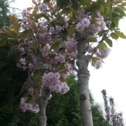 Japanse Sierkers (Prunus Serrulata 'Kanzan') -Tuin Vormen Verkoopwinkel prunus kanzan 1