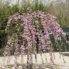 Japanse Treursierkers (Prunus Serrulata 'Kiku-shidare') -Tuin Vormen Verkoopwinkel prunus kiku shidare zakura