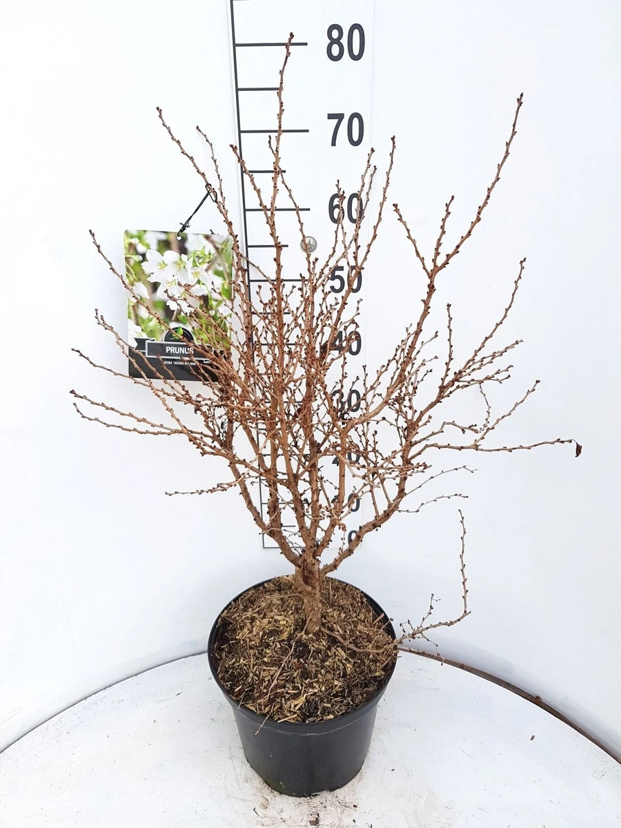 Sierkers (Prunus Incisa 'Kojou-no-mai') 5 Sierkers (Prunus Incisa 'Kojou-no-mai') - Image 3