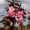 Roodbladige Japanse Sierkers (Prunus 'Royal Burgundy') -Tuin Vormen Verkoopwinkel prunus royal burgundy