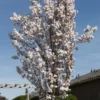 Japanse Sierkers Als Zuilboom (Prunus Serrulata 'Amanogawa') -Tuin Vormen Verkoopwinkel prunus serrulata amanogawa