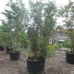 Sierkers, Struikvorm (Prunus Serrulata 'Kanzan') 12 Sierkers, Struikvorm (Prunus Serrulata 'Kanzan') -Tuin Vormen Verkoopwinkel prunus serrulata kanzan 250 300 350 c500 meerstammig