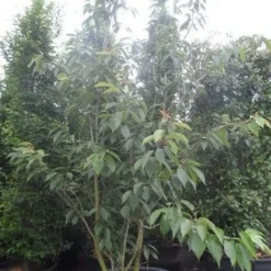 Sierkers, Struikvorm (Prunus Serrulata 'Kanzan') 13 Sierkers, Struikvorm (Prunus Serrulata 'Kanzan') -Tuin Vormen Verkoopwinkel prunus serrulata kanzan 250 300 c250