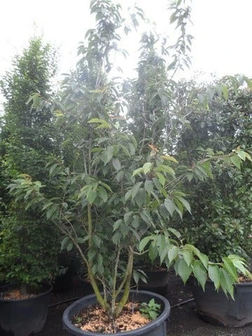 Sierkers, Struikvorm (Prunus Serrulata 'Kanzan') 7 Sierkers, Struikvorm (Prunus Serrulata 'Kanzan') - Afbeelding 5