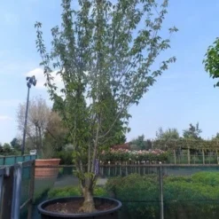 Sierkers, Struikvorm (Prunus Serrulata 'Kanzan') 15 Sierkers, Struikvorm (Prunus Serrulata 'Kanzan') -Tuin Vormen Verkoopwinkel prunus serrulata kanzan meerstammig 400 500 c750