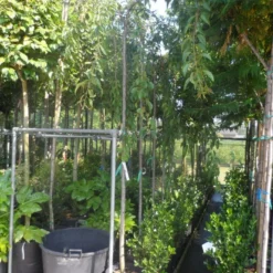 Japanse Treursierkers (Prunus Serrulata 'Kiku-shidare') 9 Japanse Treursierkers (Prunus Serrulata 'Kiku-shidare') -Tuin Vormen Verkoopwinkel prunus serrulata kiku shidare zakura 10 12ho cont