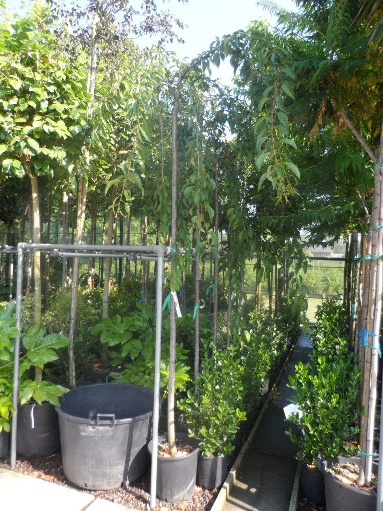 Japanse Treursierkers (Prunus Serrulata 'Kiku-shidare') 6 Japanse Treursierkers (Prunus Serrulata 'Kiku-shidare') - Afbeelding 4