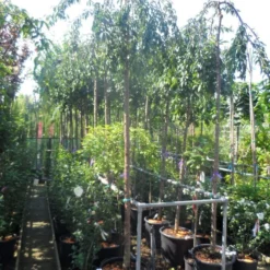 Japanse Treursierkers (Prunus 'Snow Fountain') 9 Japanse Treursierkers (Prunus 'Snow Fountain') -Tuin Vormen Verkoopwinkel prunus snow fountains 12 14 ho cont