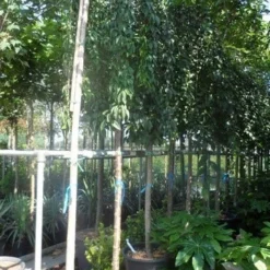 Japanse Treursierkers (Prunus 'Snow Fountain') 11 Japanse Treursierkers (Prunus 'Snow Fountain') -Tuin Vormen Verkoopwinkel prunus snow fountains 14 16 18ho cont. 250stam