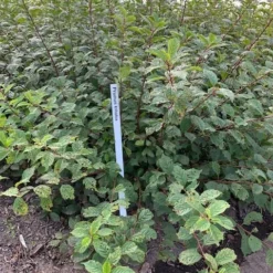 Amandelboompje Als Struik (Prunus Triloba) 7 Amandelboompje Als Struik (Prunus Triloba) -Tuin Vormen Verkoopwinkel prunus triloba 1