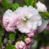 Amandelboompje Als Struik (Prunus Triloba) -Tuin Vormen Verkoopwinkel prunus triloba bloem