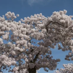 Japanse Sierkers (Prunus Yedoensis)