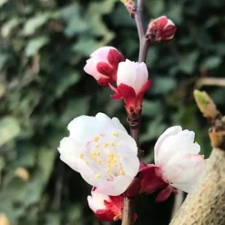 Abrikozenboom (Prunus Armeniaca) 12 Abrikozenboom (Prunus Armeniaca) -Tuin Vormen Verkoopwinkel prunusarmeniaca abrikoos