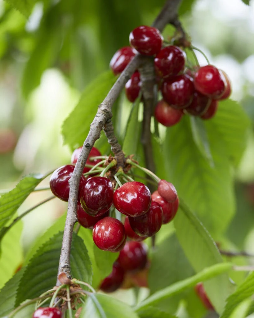 Kersenboom (Prunus Avium 'Meikers') 3 Kersenboom (Prunus Avium 'Meikers')