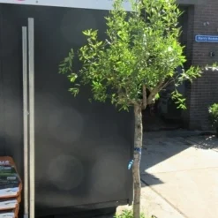 Granaatappel Op Stam (Punica Granatum) -Tuin Vormen Verkoopwinkel punica01