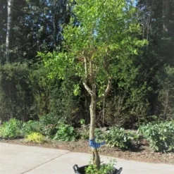 Granaatappel Op Stam (Punica Granatum) -Tuin Vormen Verkoopwinkel punica04