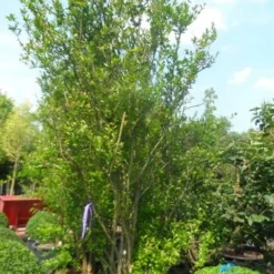 Granaatappel Als Struik (Punica Granatum) -Tuin Vormen Verkoopwinkel punica granatum 250 300 c285 meerstammig