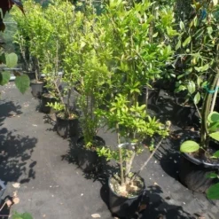 Granaatappel Als Struik (Punica Granatum) -Tuin Vormen Verkoopwinkel punica granatum 80 100 125 c12