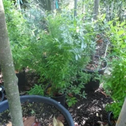 Granaatappel Als Struik (Punica Granatum) -Tuin Vormen Verkoopwinkel punica granatum c10