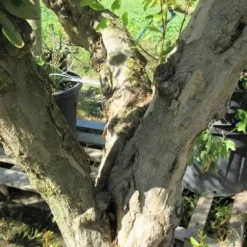 Granaatappel Op Stam (Punica Granatum) -Tuin Vormen Verkoopwinkel punicaoud03 1