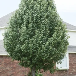 Chinese Sierpeer (Pyrus Calleryana 'Chanticleer') -Tuin Vormen Verkoopwinkel pyrus calleryana