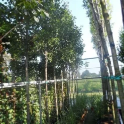 Chinese Sierpeer (Pyrus Calleryana 'Chanticleer') -Tuin Vormen Verkoopwinkel pyrus calleryana chanticleer 12 14ho cont