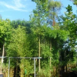 Chinese Sierpeer (Pyrus Calleryana 'Chanticleer') -Tuin Vormen Verkoopwinkel pyrus calleryana chanticleer 16 18ho cont