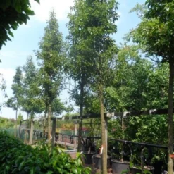Chinese Sierpeer (Pyrus Calleryana 'Chanticleer') -Tuin Vormen Verkoopwinkel pyrus calleryana chanticleer 20 25ho c200
