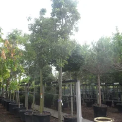 Chinese Sierpeer (Pyrus Calleryana 'Chanticleer') -Tuin Vormen Verkoopwinkel pyrus calleryana chanticleer 25 30ho c285