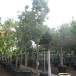 Chinese Sierpeer (Pyrus Calleryana 'Chanticleer') -Tuin Vormen Verkoopwinkel pyrus calleryana chanticleer 25 30ho c285 1