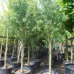 Wilde Perenboom (Pyrus Communis) -Tuin Vormen Verkoopwinkel pyrus communis eetpeer halfstam 18 20