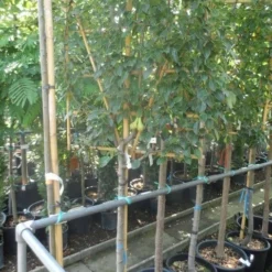 Lei-peer (Pyrus Communis 'Conference') -Tuin Vormen Verkoopwinkel pyrus communis eetpeer halfstam leivorm 1