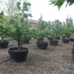 Wilde Perenboom (Pyrus Communis) -Tuin Vormen Verkoopwinkel pyrus communis eetpeer in soorten oude vormboom c500