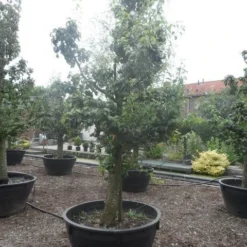 Wilde Perenboom (Pyrus Communis) -Tuin Vormen Verkoopwinkel pyrus communis eetpeer in soorten oude vormboom c500 3