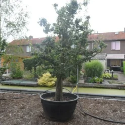 Wilde Perenboom (Pyrus Communis) -Tuin Vormen Verkoopwinkel pyrus communis eetpeer in soorten oude vormboom c500 4