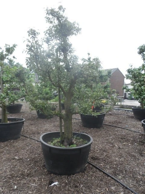Wilde Perenboom (Pyrus Communis) - Afbeelding 10
