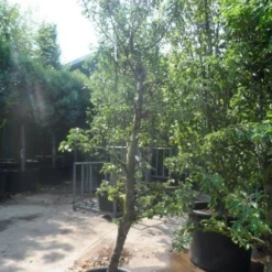 Perenboom (Pyrus Communis 'Gieser Wildeman') 11 Perenboom (Pyrus Communis 'Gieser Wildeman') -Tuin Vormen Verkoopwinkel pyrus communis gieser wildeman 250 300 c150