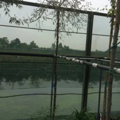 Treursierpeer (Pyrus Salicifolia 'Pendula') 29 Treursierpeer (Pyrus Salicifolia 'Pendula') -Tuin Vormen Verkoopwinkel pyrus sal. pendula 12 14cm 1