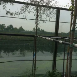 Treursierpeer (Pyrus Salicifolia 'Pendula') 31 Treursierpeer (Pyrus Salicifolia 'Pendula') -Tuin Vormen Verkoopwinkel pyrus sal pendula 2