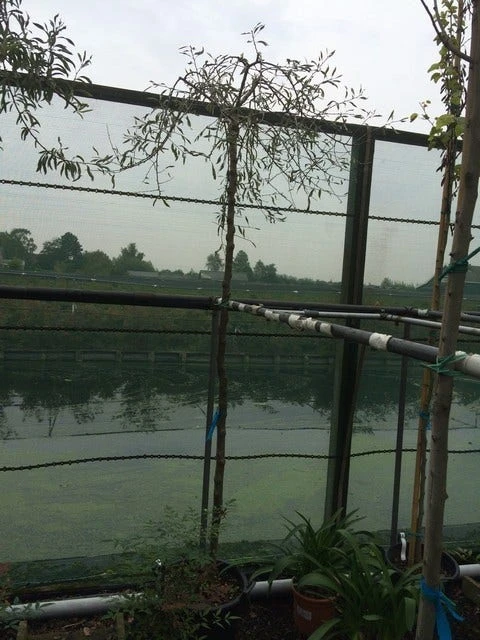 Treursierpeer (Pyrus Salicifolia 'Pendula') 14 Treursierpeer (Pyrus Salicifolia 'Pendula') - Image 12